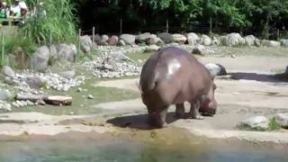 Try not to Laugh...Hippo has the World's Biggest FART!!!