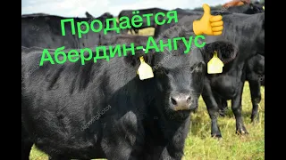 #farmer #фермер #скот #быки#ангус   Продается "АБЕРДИН АНГУС"  В Казахстане