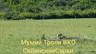 Сурки Любят Вас и Наблюдают за Вами Не Убивайте Никого Восточный Казахстан