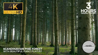 4K Scandinavian Pine Forest with Immersive and Relaxing Piano Playlist (3 HOURS - ORIGINAL CONTENT)