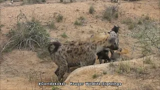 Spotted Hyenas' Bizarre Den Behaviour Exposed!