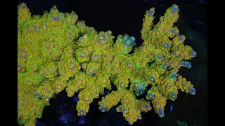 Do you feed your corals? Pirate Reef Corals unveil their secret sauce