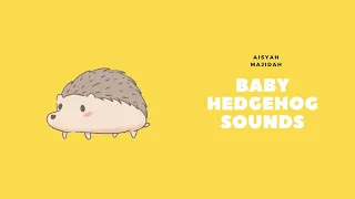 Baby hedgehog sounds -squeaking!