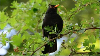 Blackbird song, Relaxing 1 hour.