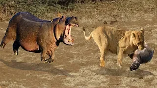 Lions Attacking Hippo Baby. Hippo Mother can Only look in Despair