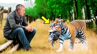 Crying tigress brings dying cub to this man, then something incredible happened