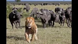 Животные мира Гиганты Африки Атака хищника Дикая природа Особые повадки Охрана потомства Ум зверя
