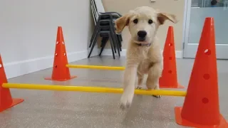 Puppy Fitness | Southeastern Guide Dogs Feel Good Friday