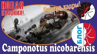 Муравьи Camponotus nicobarensis - лучший выбор для новичка!