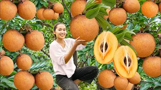 1 Days Harvesting SAPODILLA FRUIT, GUAVA FRUIT...Goes To The Market Sell -Making garden / Cooking