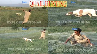 Teetar Aur Batair Ka Shikar | Teetar ka shikar Jaal se | Batair ka shikar with dog & net in Pakistan