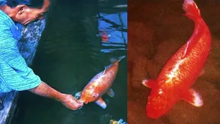 The worlds oldest koi