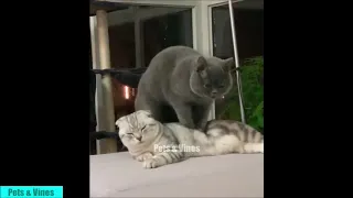 Funny cats massage compilation - Pets massage