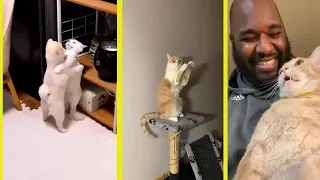 Funniest Animals 2023 😂 Funny Dogs and Cats Videos 😺🐶 Part 13