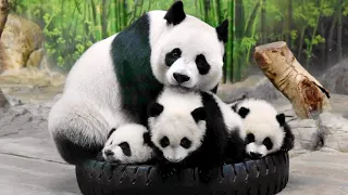 🐼 Too Funny! Panda mother and Panda baby Funny moments  - Panda Funny Video