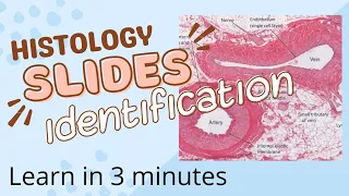 Histology slides identification|Learn in 3 minutes|Cardiovascular system