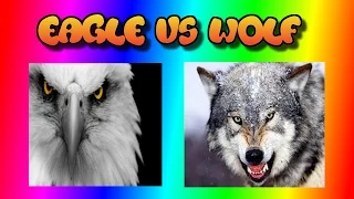 GTA V funny moments, amimal wars, wolf vs eagle