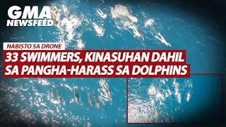 33 swimmers, kinasuhan dahil sa pangha-harass sa dolphins | GMA News Feed