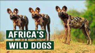 Life Inside An African Wild Dog Pack | Apex Predators