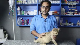 This little cat has brain issues | treatment of Epilepsy in cats | Aliyan Vets