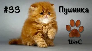 КОШКИ 2020 ПРИКОЛЫ С КОТАМИ Смешные Коты и Котики 2020 Funny Cats #33