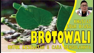 KHASIAT LUAR BIASA BROTOWALI UNTUK KESEHATAN