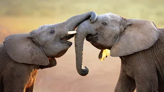 THE ELEPHANT'S TRUNK