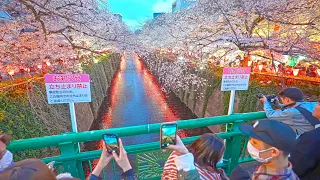 4K・ Blooming Tokyo - Meguro Sakura experiment・4K HDR