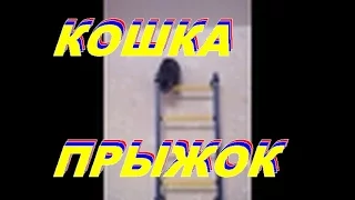 Кошка акробат в ступоре | Cat acrobat in a stupor