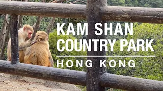 Kam Shan Country Park aka Monkey Hill, Hong Kong places to visit, travel guide 4K