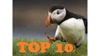 Top 10 Animals with the Longest Life Span