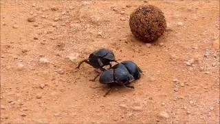 Dung Beetles going 12 rounds over a pile of Poo!