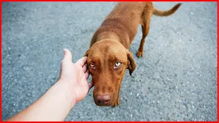 Do Random Dogs Often Come up to You? Here Is Why!