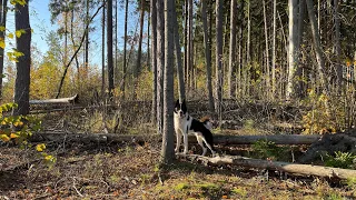 Охота на кабана. Погоня за Секачом. День третий. Hunting boar. Chasing a wild boar.