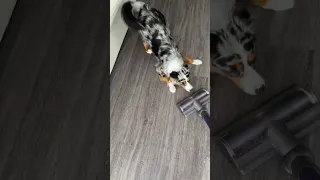 Dog vs. vacuum                  #dogsofyoutube #dog #australianshepherd #dyson #dysonv15