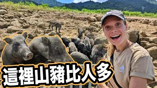 你去過這些台南祕境嗎？山豬稱霸的小島🐗 高空滑索探險飯店！現採創意水果餐！