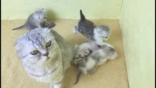 Mom cat calls kittens to eat Talking to meowing kittens and raising