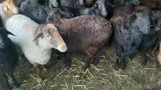Кормление овец в зимне-стойловый период