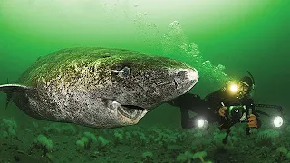 512 Year Old Greenland Shark - Oldest Living Shark