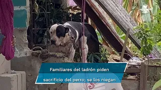 Pitbull defiende su hogar y casi le arranca el brazo a ladrón que intentó robar