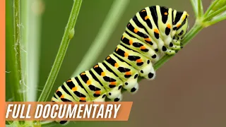 The Miraculous Transformation from a Caterpillar to a beautiful Butterfly | Full Documentary