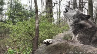 Black Wolf Howling