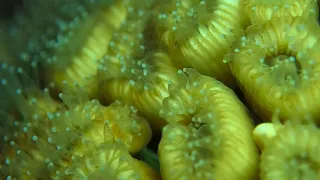 Pillow coral cladocora caespitosa at Akrotiri Limassol Cyprus