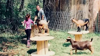 Building Goat Paradise (for our Nigerian Dwarf Goats  with wooden Spools)