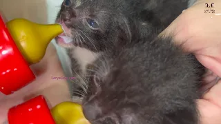 Bottle Feeding 3 Weeks Old Rescued Kittens 😍