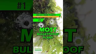 TOP 5 BULLET PROOF PLANTS #1!