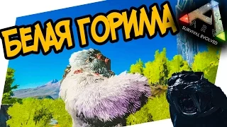 ARK: Survival Evolved - ЭПИК! БЕЛАЯ ГОРИЛЛА!