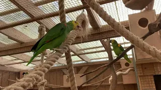 Amazon Parrots, a closer look at the Aviary