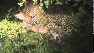 MalaMala - Leopard kill - Part 2