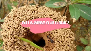 为什么蚂蚁会在地下筑巢？